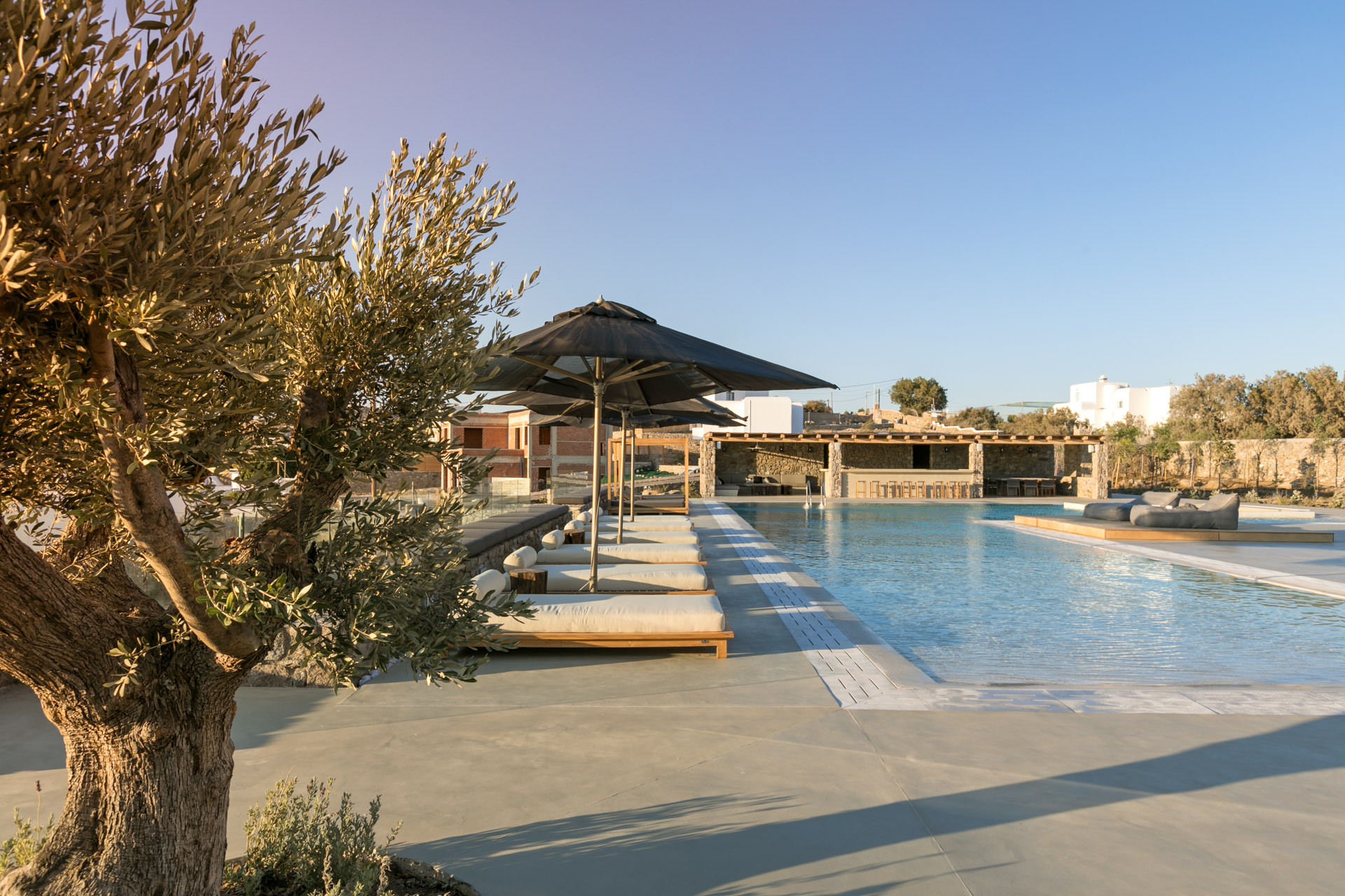 Olive tree by the pool deck at Villa Arion in Aleomandra, Mykonos